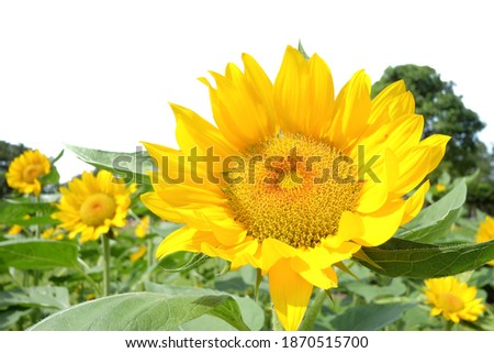 A yellow sun flower  blossom with green leave and sun light on white isolated background