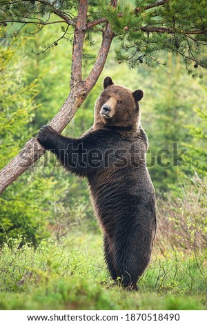 Majestic brown bear, ursus arctos, standing vertically in forest in summer. Dominant mammal in upright position holding a tree inside woodland. Large predator looking to the camera in green wilderness Royalty-Free Stock Photo #1870518490