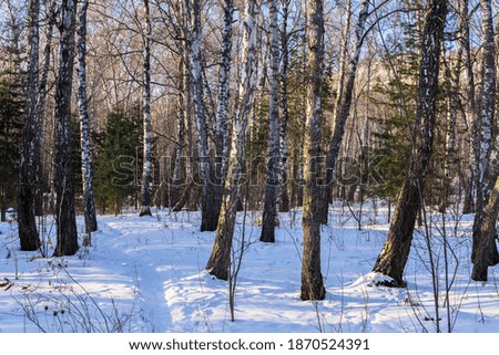 Snowy path in the winter birch forest.