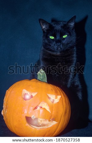 HALLOWEEN concept - black cat sitting behind a pumpkin, autumn is here. A black cat with green eyes sitting behind a pumpkin in front of a dark blue background.