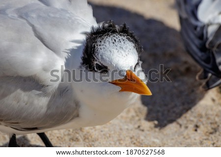 Juvenile Royal Tern is a sea bird in the Laridae family. Mistaken often for a seagull lives on the Atlantic and Pacific coasts of the North and South America found on a South Florida Miami Beach.