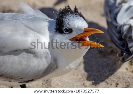 Juvenile Royal Tern is a sea bird in the Laridae family. Mistaken often for a seagull lives on the Atlantic and Pacific coasts of the North and South America found on a South Florida Miami Beach.