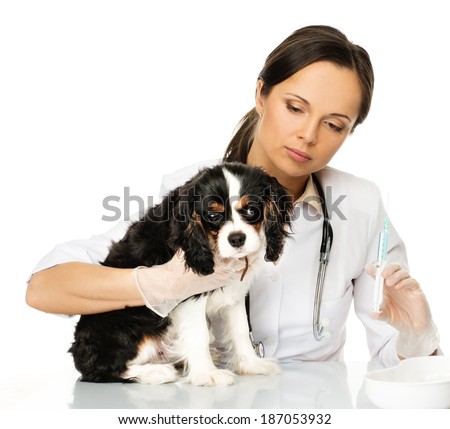 Young brunette veterinary woman with spaniel holding syringe 