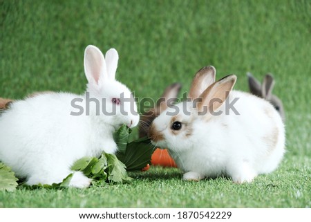 Several rabbits on the green grass Along with eating fruits and vegetables