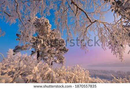 Winter landscape, morning in a snow-covered forest, beautiful landscape, Russia