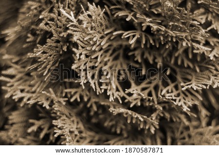 Blurred abstract sepia photo of plants in a garden