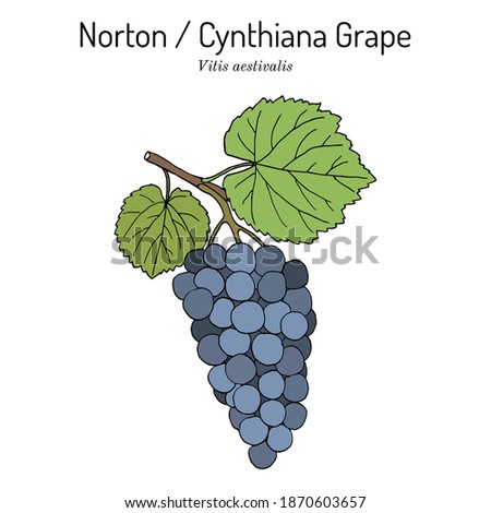 Norton or Cynthiana grape, Vitis aestivalis, branch with leaves and fruit, edible and medicinal plant, the state fruit of Missouri. Botanical hand drawn vector illustration