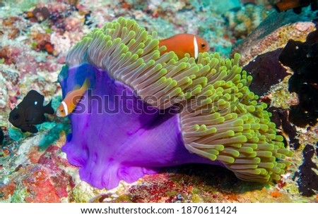 close up underwater foto clown fish family (Amphiprion nigripes) maldives in sea anemone Royalty-Free Stock Photo #1870611424