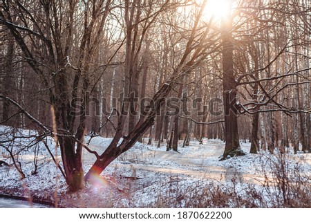 winter forest in the morning sun