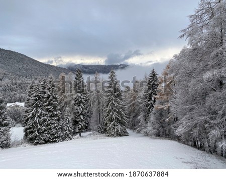 snow in Folgaria, little town of Trentino, Italy