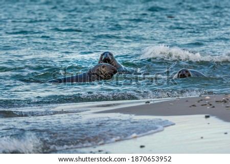 Harbor seals swimming in the ocean. Picture from Falsterbo in Scania, southern Sweden