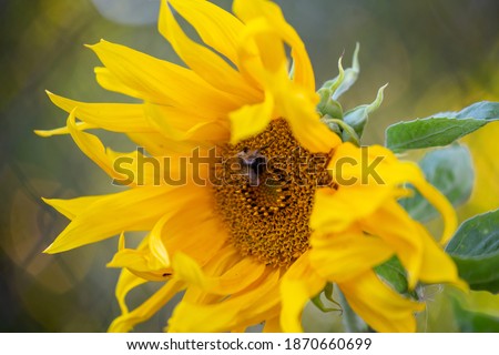 Sunflower macro photography floral background. Helianthus flower in summer day garden photography.