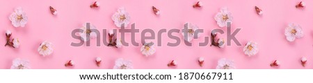 Spring nature background with white flowers on a pink background.  Fresh spring apricot flowers on pink paper background. Blank for your design. Beautiful nature scene. Flat lay style. 