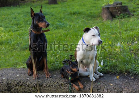 Dogs of different breeds are peacefully near and waiting for their owners. Selective focus with blurred background. Shallow depth of field.