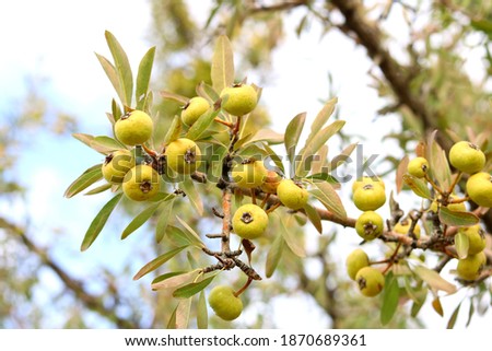 yellow winter wild pears on tree.