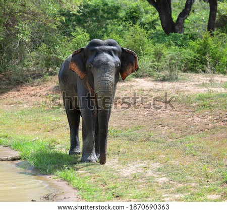Large Elephant at Yala National park in Sri Lanka