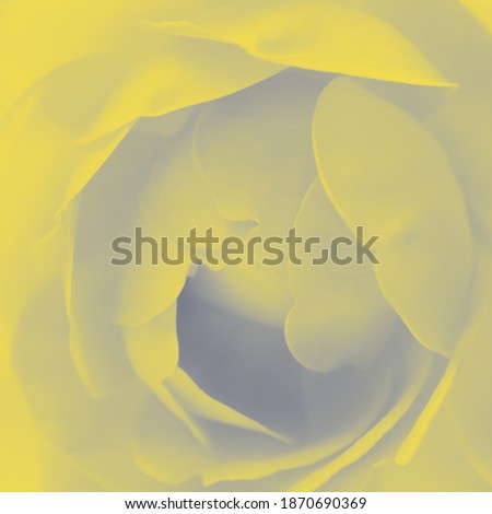 Macro view of yellow rose with toned with gray. Flower bacground.