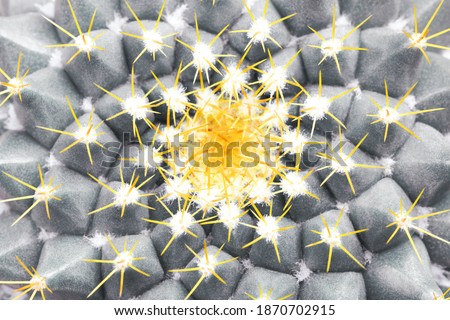 Top view on thorn of cactus. Macro view, nature background colored in yellow and gray.