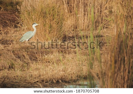 Gray heron searching for food in the lagoon of the Llobregat Delta Natural Park at sunset. White, gray and black bird at sunset.