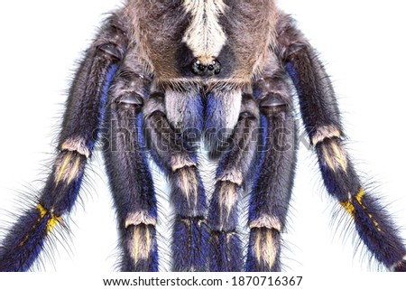 Closeup picture of the Gooty sapphire ornamental tarantula spider (Poecilotheria metallica; Theraphosidae; Araneae) from India, a common exotic pet, photographed on white background