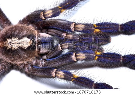Closeup picture of the Gooty sapphire ornamental tarantula spider (Poecilotheria metallica; Theraphosidae; Araneae) from India, a common exotic pet, photographed on white background