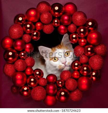 Cute tabby cat peeking through a red Christmas wreath. Square image.