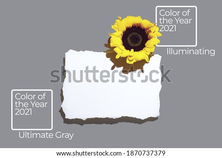 Sunflowers and blank sheet of paper. With a tight shadow on a light background. Color 2021