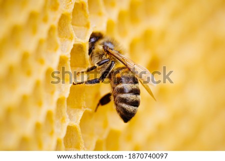 Macro photo of working bees on honeycombs. Beekeeping and honey production image. Royalty-Free Stock Photo #1870740097