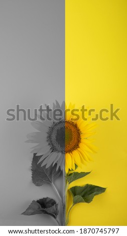 Color of the year 2021. Illuminating yellow and Ultimate Gray. Yellow and Gray background, web banner.