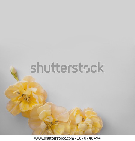 Yellow tulip flowers on gray background. Place for text. Toned image with trend color of 2021 year 