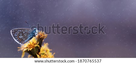 Banner with wonderful blue butterfly on a yellow flower on a rainy day. Beautiful wildlife concept with copy space 