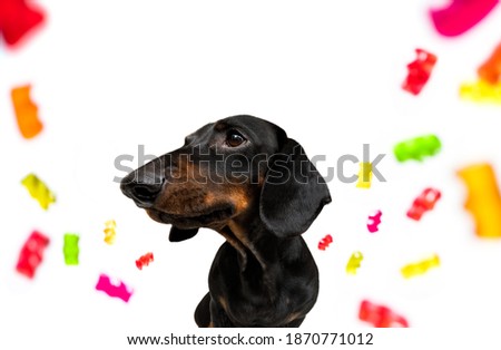 dachshund eating sweet candies and chewing bubble gum, isolated on white background in mouth