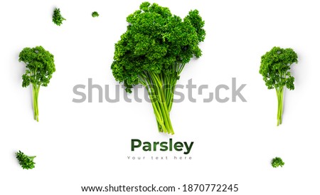 Greenery. Sprigs of curled parsley on a white background. Macro photo. Long header banner format. Panorama website header banner. High quality photo