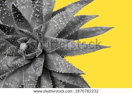 Aloe plant on yellow background,Yellow and gray trendy color 2021