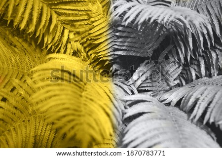 Fern leaves foliage as floral background. Selective focus. Half toned image of trendy colors 