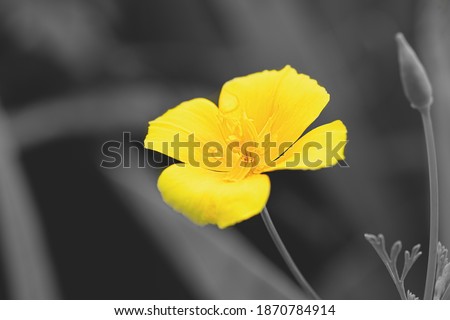 Beautiful yellow flowers on gray, Color 2021 illuminating and Ultimate Gray.