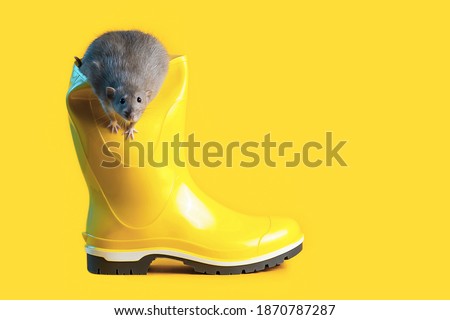 decorative rat in bright yellow rubber boot on blue background. Color of the year 2021
