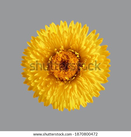 Close-up of everlasting flower, yellow immortelle, helichrysum bracteatum isolated on gray background. Illuminating yellow and ultimate gray, trendy colors 2021.