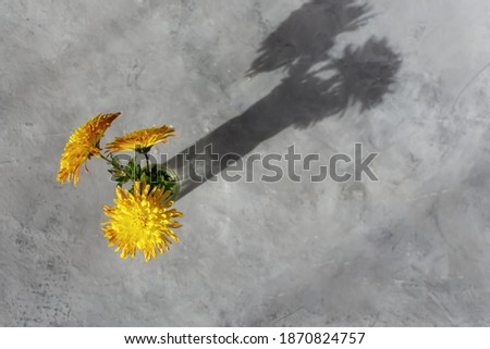 A bouquet of yellow chrysanthemums in a glass vase on a gray background. Natural design in trendy 2021 colors Illuminating and Ultimate Gray. Horizontal composition with shadows. Floral minimalism