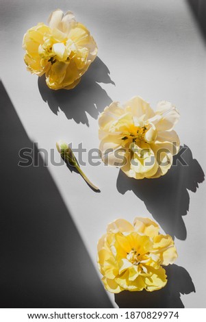 Yellow tulip flowers on gray background. Place for text. Toned image with trend color of 2021 year