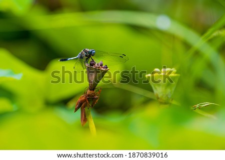 Dragonfly and lotus flowers from kyoto