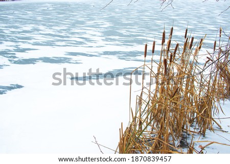 winter in the village. winter lake covered with ice and snow. reeds. rink. the water is covered with snow. early winter
