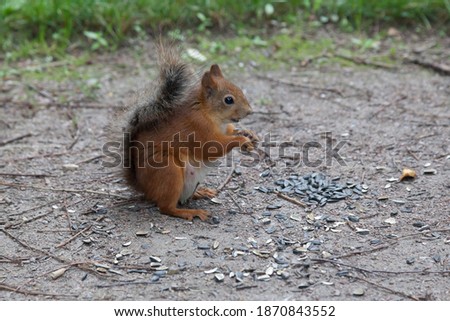 Red squirrel eats sunflower seeds