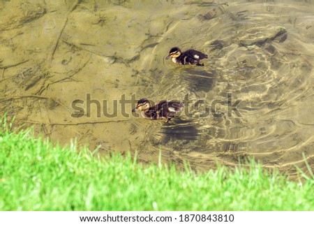 Ducks on a lake in nature