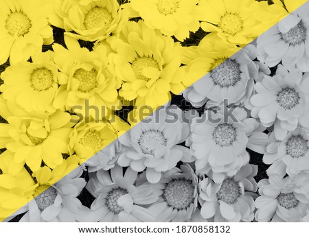 Beautiful background of marigold flowers pattern in trendy yellow and grey colors. Backdrop for your design. Color 2021 concept. Flat lay style. Copy space.