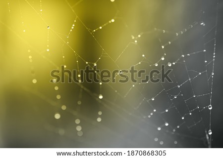 Closeup drops in the spider web after rain colored in Illuminating Yellow and Ultimate Gray. Natural banner with colors of the year 2021.