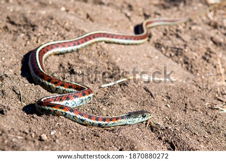 California Red-Sided Garter snake in sand found on Northern California Coast Royalty-Free Stock Photo #1870880272