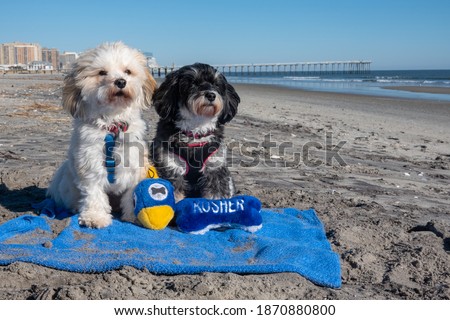 Two cute Havanese Jewish puppy dogs sit on a blue towel on the beach near the ocean 