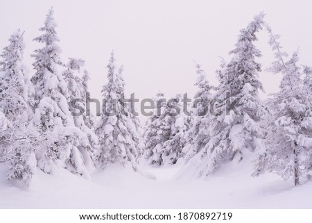 Snow forest on mountain range. Winter landscape on frosty morning