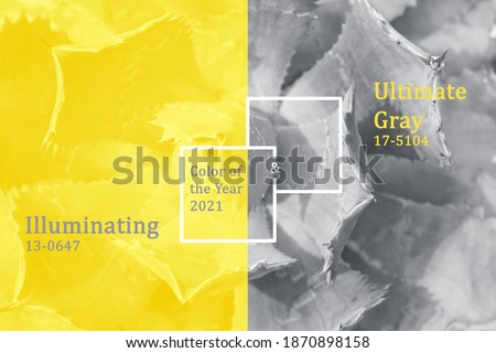 Succulents trendy color of year 2021 Illuminating and Ultimate gray.